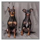 Cachorros de pinscher miniatura - mejor precio | unprecio.es