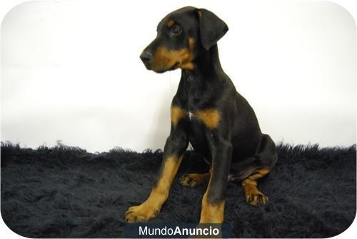 doberman, excelentes perritos