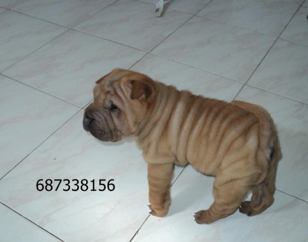 Excelentes...SHAR PEI - cachorros