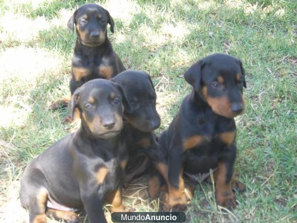 Fabulosos cachorros de Doberman