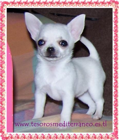 OPORTUNIDAD!!!! preciosas chihuahuas blancas!