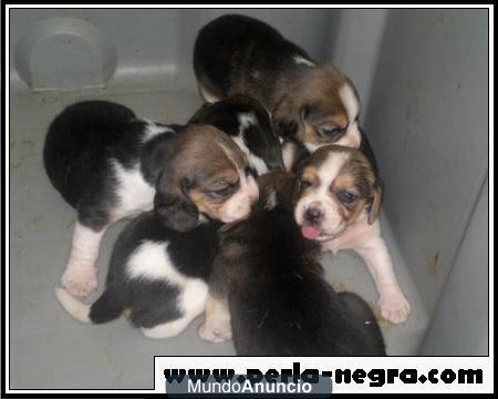 Preciosos Cachorros de Beagle.