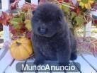 un chow chow cachorro