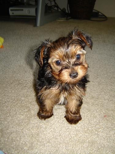 Yorkshire terrier cachorros para un nuevo hogar.