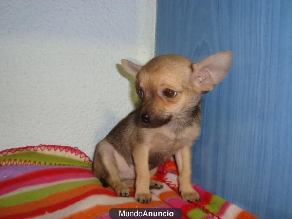 Adorables cachorros de Chihuahua.