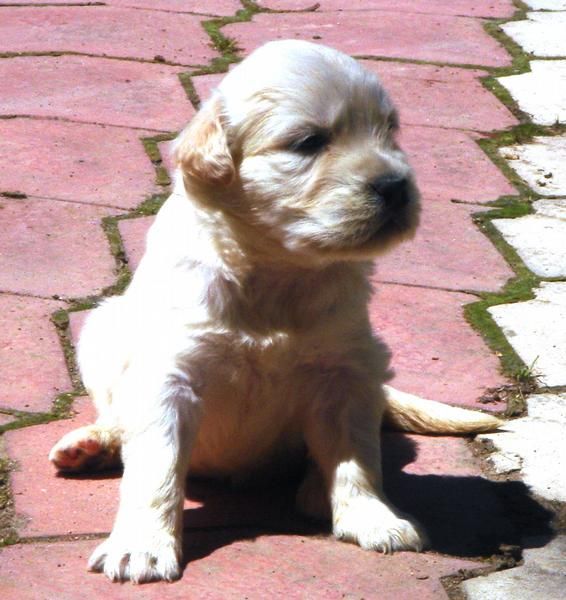 CACHORROS DE GOLDEN RETRIEVER 500