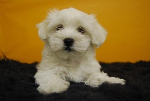 camada de maltes, cachorros super blanquitos