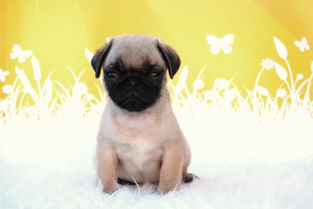 Carlino Pug listos para entregar. Camada con pedigree