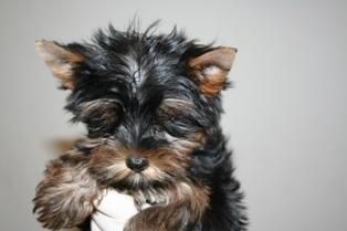 Fantasticos Yorkshire Terrier, super-miniatura, excelente pedigree. 150