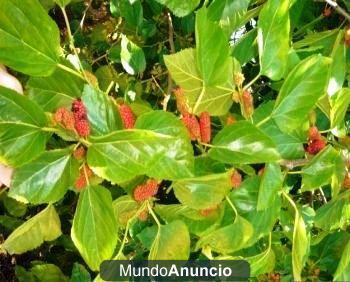 HOJAS DE MORERA FRESCA AL VACIO Y PIENSO ARTESANAL GUSANOS DE SEDA