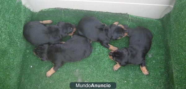 Pincher miniatura, preciosos cachorros con pedigri.