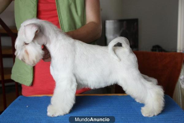 schnauzer mini blanco