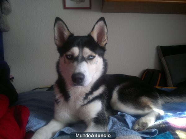 Se regala Husky Siberiano