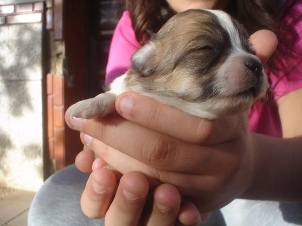 SE REGALAN CACHORROS