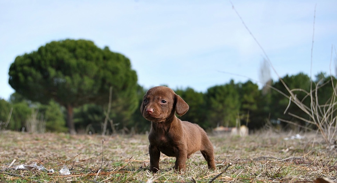 Teckel miniatura cachorros en diferentes colores