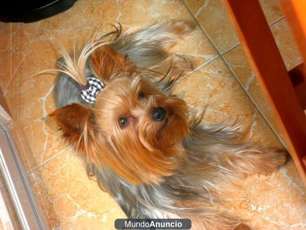 YORKSHIRE TERRIER CON PEDIGREE PARA MONTAS(VALENCIA)