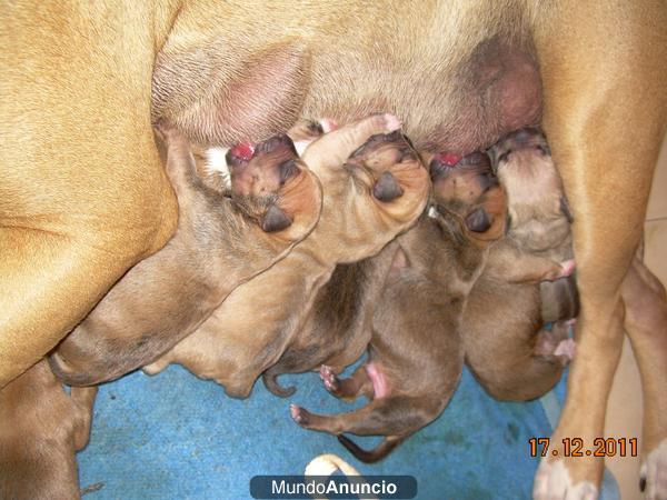 cachorros american stanford