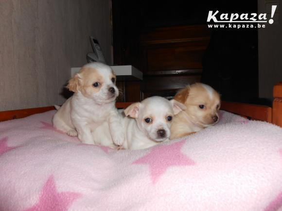 Camada de chihuahuas