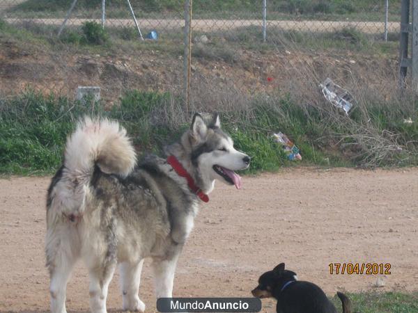 se vende ALASKA mala mute