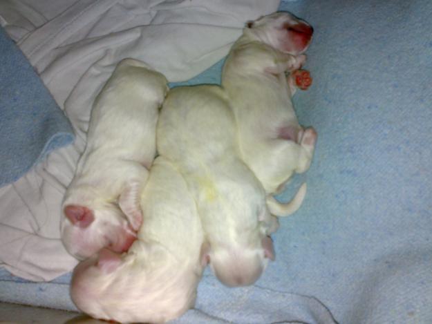 Se venden Cachorros Bichon Maltes 350 €