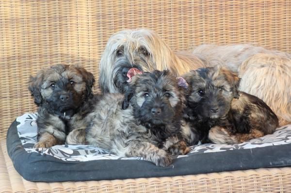 ULTIMOS CACHORROS GOS D´ATURA CATALA, buscan calor de hogar, ultimos ejemplares