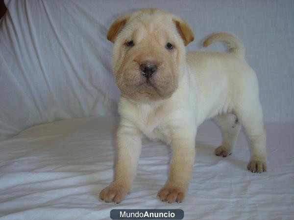 CAMADA DE SHARPEIS CON PEDIGRÍ DE LA REAL SOCIEDAD CANINA