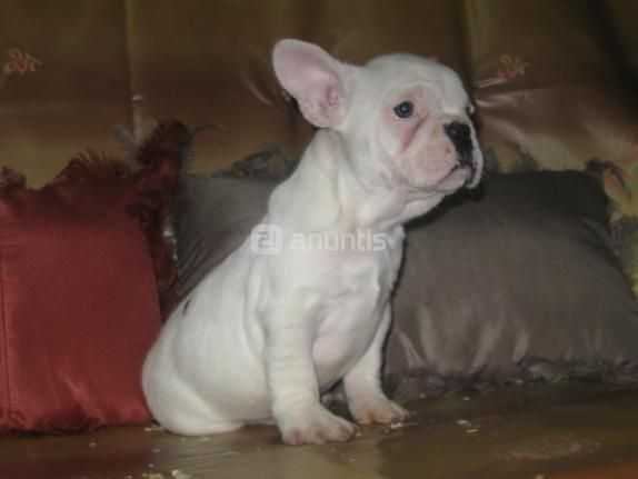 Bulldog frances Cachorros de pura raza al mejor