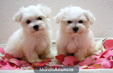 CACHORRITOS BICHON MALTES     HOTELCAN