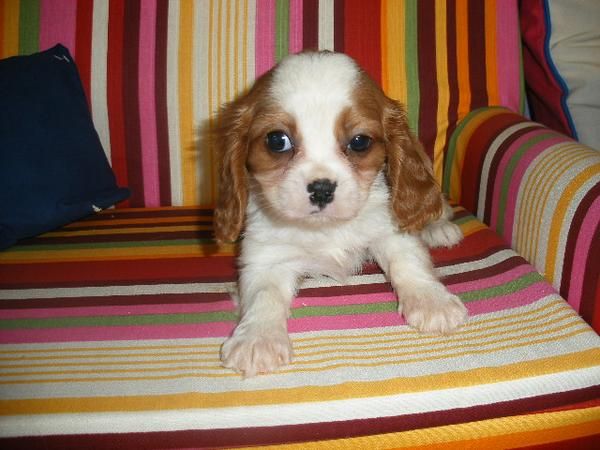 CACHORROS DE CAVALIER, EL MEJOR REGALO DE NAVIDAD