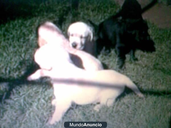 cachorros de labradores negros y dorados