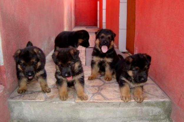 Cachorros pastor aleman con pedegree