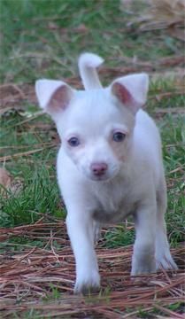 chihuahua en barcelona