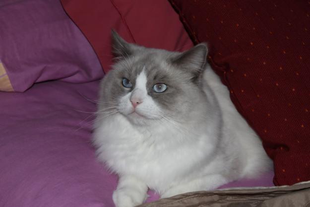 Gatitos ragdoll con pedigree