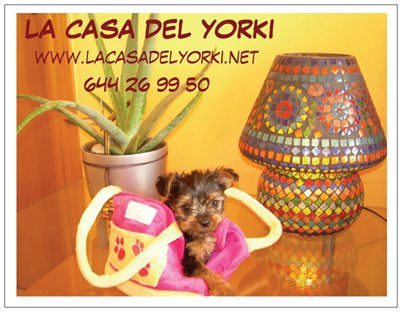 La casa del yorki, criadores mini toy