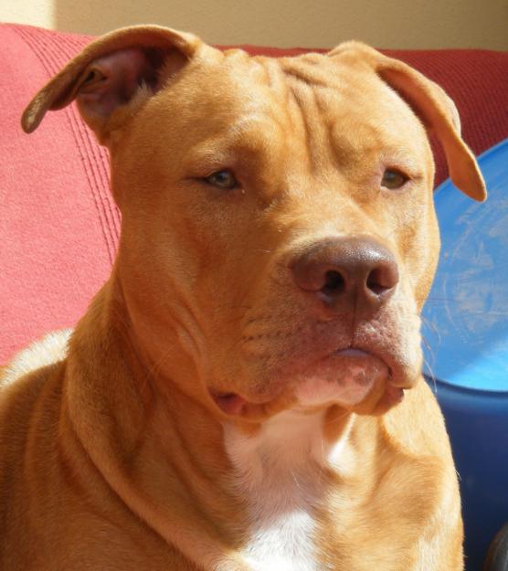 ofrezco macho pitbull red nose para montas en tenerife  exelente linea