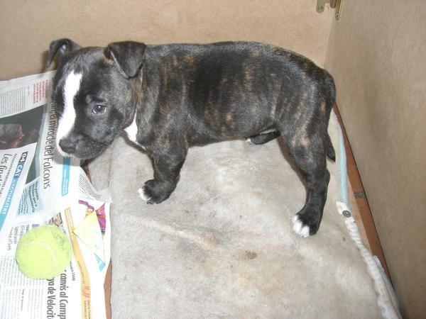 Se vende hembra de staffordshire bull terrier