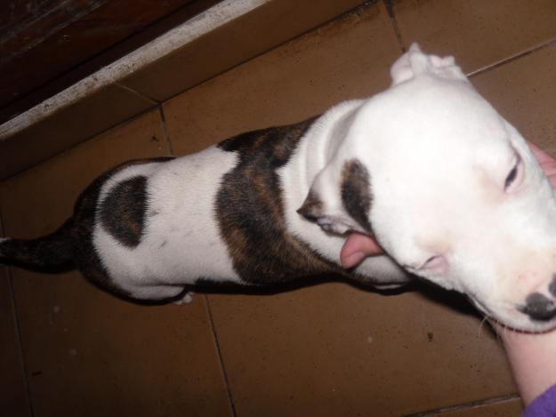 se venden 2 hembras de american pitbull terrier