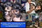 Yorkshire Terrier y Chihuahua Cachorros en Tienda Virtual - mejor precio | unprecio.es