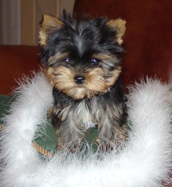 Yorkshire Terrier - Yorkie gratis