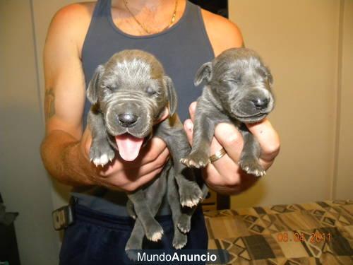 Cachorros de gran danés de su casa