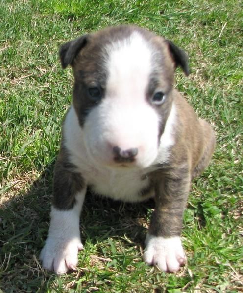 Bull- terrier miniatura de Valdehierro afijo 431-93