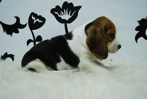 CACHORROS DE BEAGLE!!buena calidad--con pedegree***