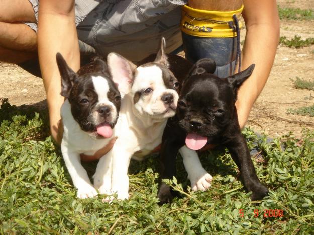 CACHORROS DE BULLDOG FRANCES 480€