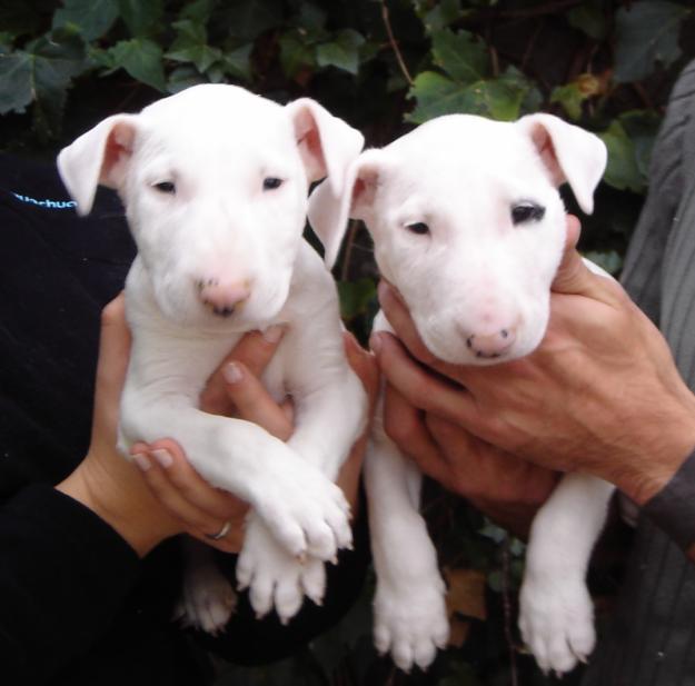 CACHORROS DE BULLTERRIER MINI