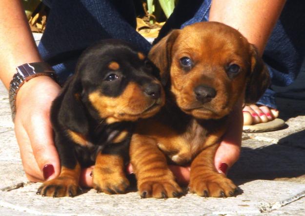 Cachorros de Teckel