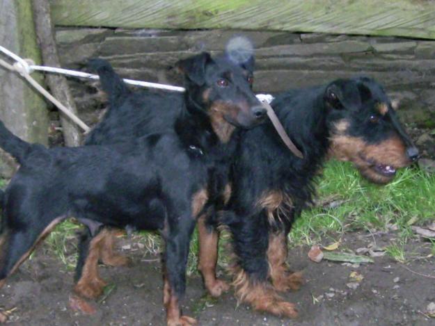 jagd terrier fuertes y cabezones