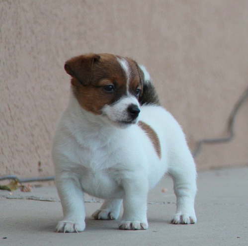 Macho Jack Russell Terrier cachorro Dosponible