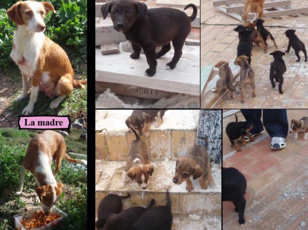 Podenca con 8 cachorritos en la calle, necesitan un hogar ugente !!