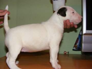 Preciosa hembra de Bull Terrier