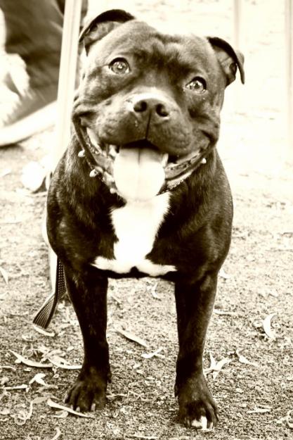 Staffordshire Bull Terrier para MONTA !!